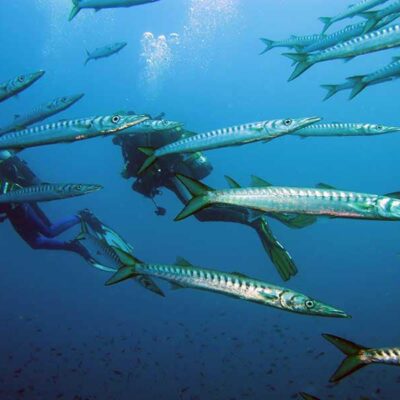 Especialidad Deep Diver PADI en Madrid