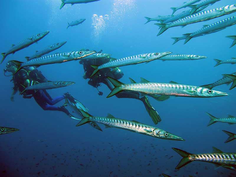 Especialidad Deep Diver PADI en Madrid