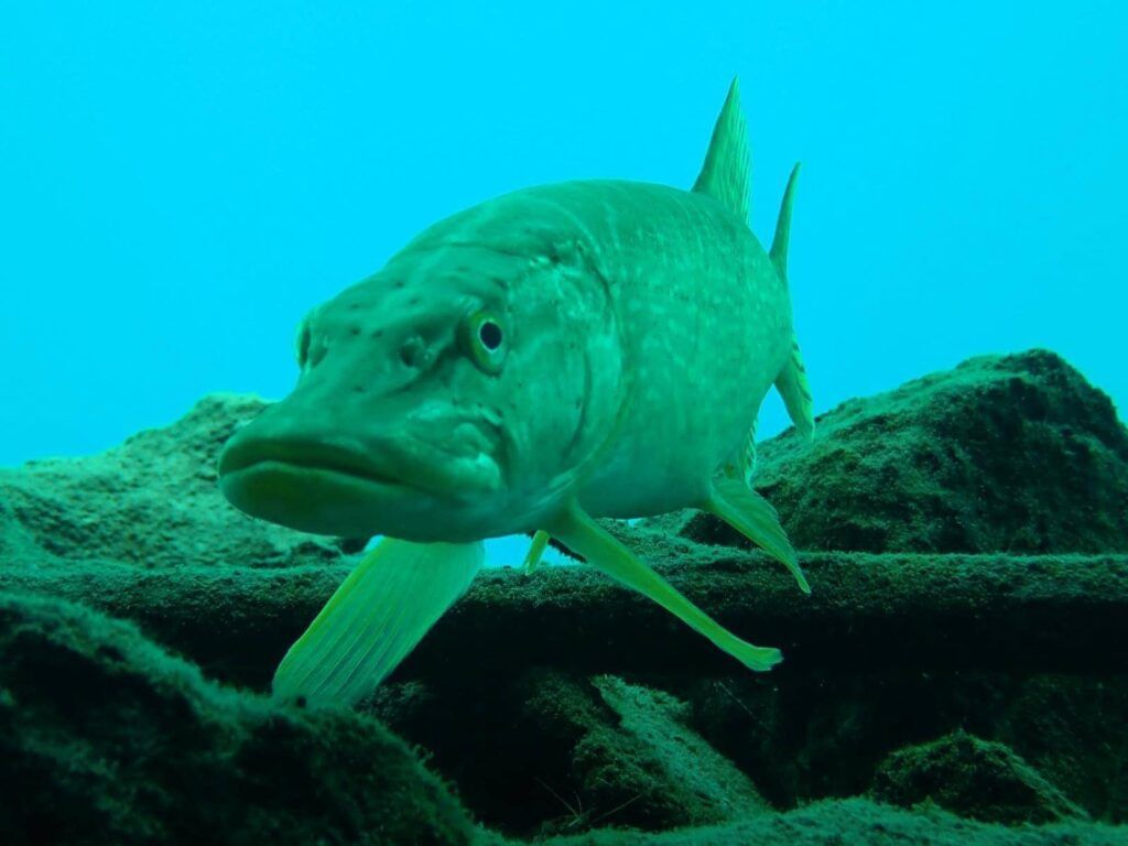 BUCEO MADRID LAGUNAS RUIDERA