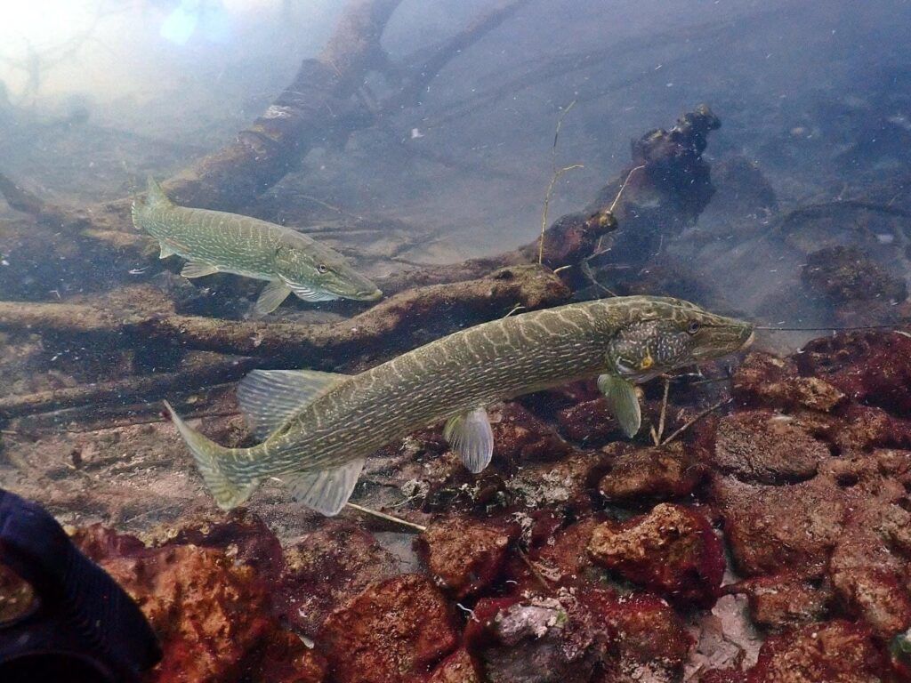BUCEO MADRID LAGUNAS RUIDERA